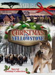 Nature: Christmas in Yellowstone