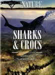 Sharks & Crocs