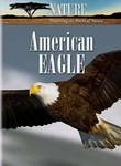 Nature: American Eagle